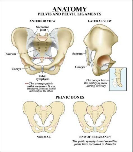 flat pelvis